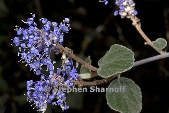 ceanothus tomentosus 2 graphic